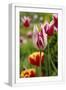 White Frame