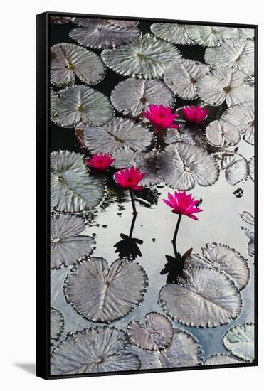 Lily Flowers and Pads, Inle Lake, Shan State, Myanmar-Keren Su-Framed Stretched Canvas