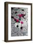 Lily Flowers and Pads, Inle Lake, Shan State, Myanmar-Keren Su-Framed Photographic Print