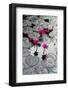 Lily Flowers and Pads, Inle Lake, Shan State, Myanmar-Keren Su-Framed Photographic Print