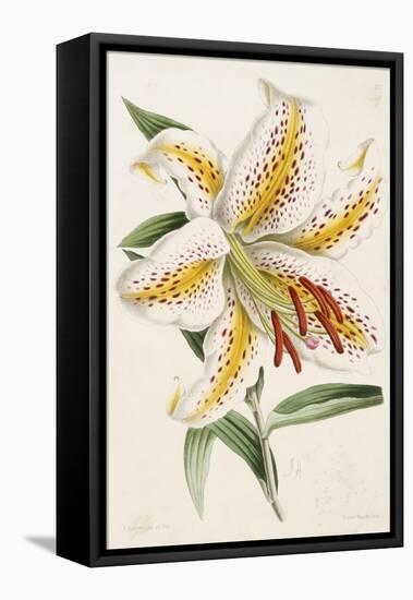 Lily, from "The Floral Magazine"-James Andrews-Framed Stretched Canvas
