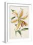 Lily, from "The Floral Magazine"-James Andrews-Framed Giclee Print