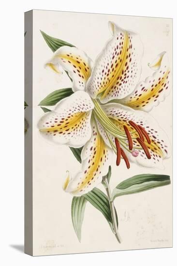 Lily, from "The Floral Magazine"-James Andrews-Stretched Canvas