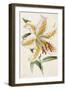 Lily, from "The Floral Magazine"-James Andrews-Framed Giclee Print