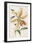 Lily, from "The Floral Magazine"-James Andrews-Framed Giclee Print