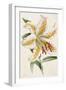 Lily, from "The Floral Magazine"-James Andrews-Framed Giclee Print