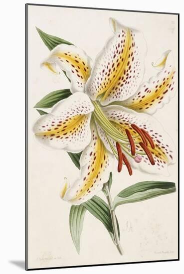 Lily, from "The Floral Magazine"-James Andrews-Mounted Giclee Print