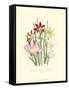 Lily Garden I-Jane W^ Loudon-Framed Stretched Canvas