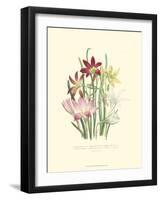 Lily Garden I-Jane W^ Loudon-Framed Art Print
