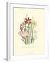 Lily Garden I-Jane W^ Loudon-Framed Art Print