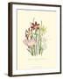 Lily Garden I-Jane W^ Loudon-Framed Art Print