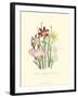 Lily Garden I-Jane W^ Loudon-Framed Art Print