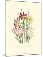 Lily Garden I-Jane W^ Loudon-Mounted Art Print