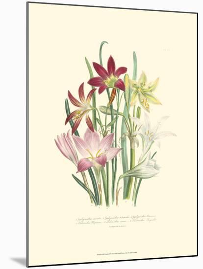 Lily Garden I-Jane W^ Loudon-Mounted Art Print