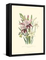 Lily Garden II-Jane W^ Loudon-Framed Stretched Canvas