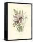 Lily Garden II-Jane W^ Loudon-Framed Stretched Canvas