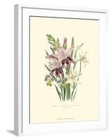 Lily Garden II-Jane W^ Loudon-Framed Art Print