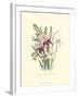 Lily Garden II-Jane W^ Loudon-Framed Art Print