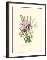 Lily Garden II-Jane W^ Loudon-Framed Art Print