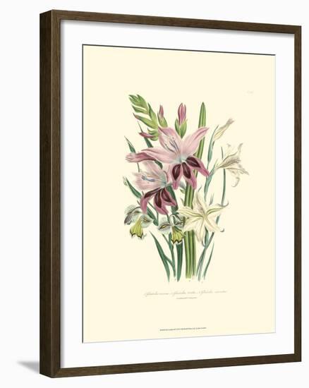 Lily Garden II-Jane W^ Loudon-Framed Art Print