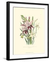 Lily Garden II-Jane W^ Loudon-Framed Art Print