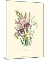 Lily Garden II-Jane W^ Loudon-Mounted Art Print