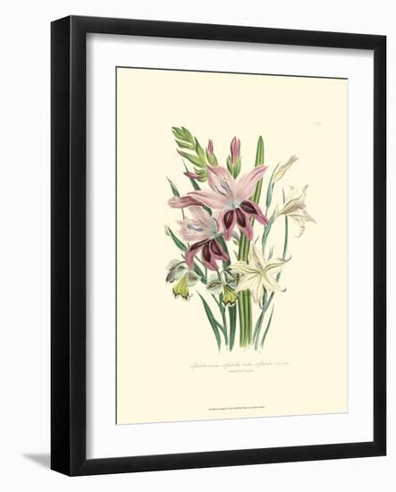 Lily Garden II-Jane W^ Loudon-Framed Art Print