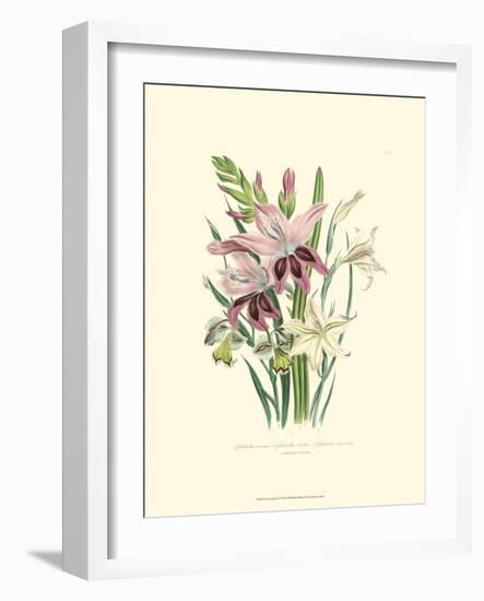 Lily Garden II-Jane W^ Loudon-Framed Art Print