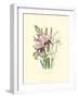 Lily Garden II-Jane W^ Loudon-Framed Art Print