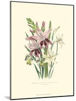 Lily Garden II-Jane W^ Loudon-Mounted Art Print