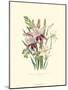 Lily Garden II-Jane W^ Loudon-Mounted Art Print