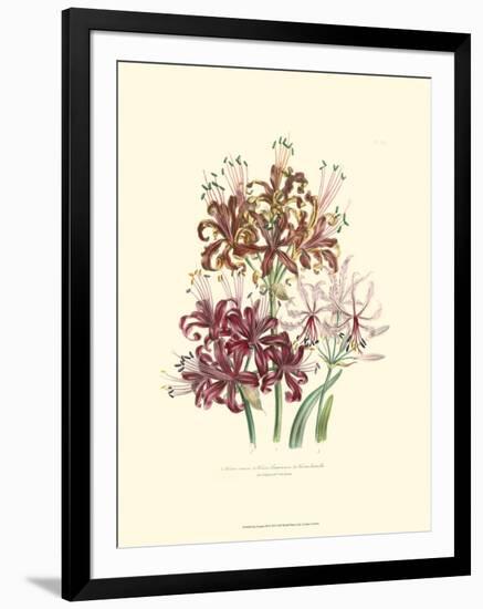 Lily Garden III-Jane W^ Loudon-Framed Art Print