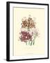 Lily Garden III-Jane W^ Loudon-Framed Art Print