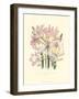 Lily Garden IV-Jane W^ Loudon-Framed Art Print