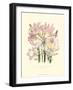 Lily Garden IV-Jane W^ Loudon-Framed Art Print