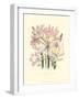 Lily Garden IV-Jane W^ Loudon-Framed Art Print