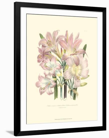 Lily Garden IV-Jane W^ Loudon-Framed Art Print