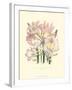 Lily Garden IV-Jane W^ Loudon-Framed Art Print