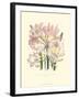 Lily Garden IV-Jane W^ Loudon-Framed Art Print