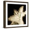 Lily Glow I-Malcolm Sanders-Framed Giclee Print