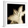 Lily Glow I-Malcolm Sanders-Framed Giclee Print