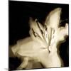 Lily Glow I-Malcolm Sanders-Mounted Giclee Print