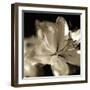 Lily Glow II-Malcolm Sanders-Framed Giclee Print