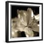 Lily Glow II-Malcolm Sanders-Framed Giclee Print