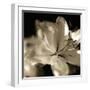 Lily Glow II-Malcolm Sanders-Framed Giclee Print