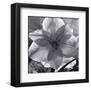 Lily Grace-Richard Sutton-Framed Art Print