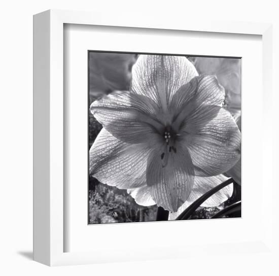 Lily Grace-Richard Sutton-Framed Art Print