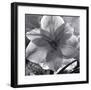 Lily Grace-Richard Sutton-Framed Art Print