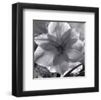 Lily Grace-Richard Sutton-Framed Art Print