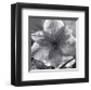 Lily Grace-Richard Sutton-Framed Art Print